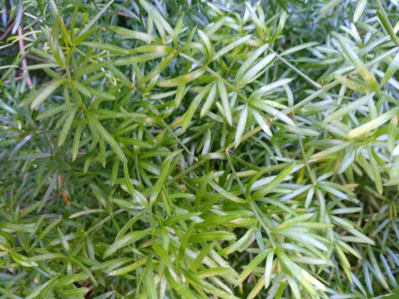Esparraguera africana reproduccion