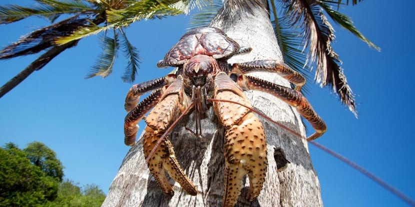 Animales peligro extincion cangrejo cocotero