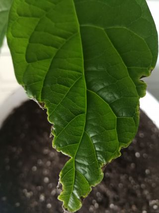 Plantas peperomia contra los bichos