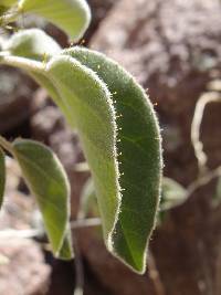 Croton ciliatoglandulifer nombre comun