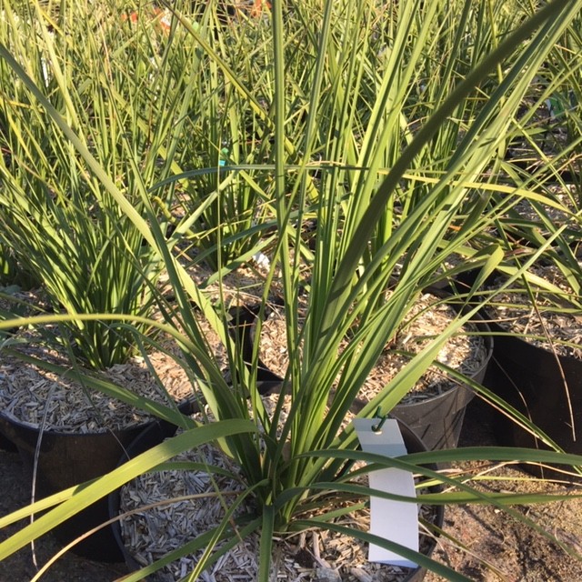Dracena indivisa contenedor
