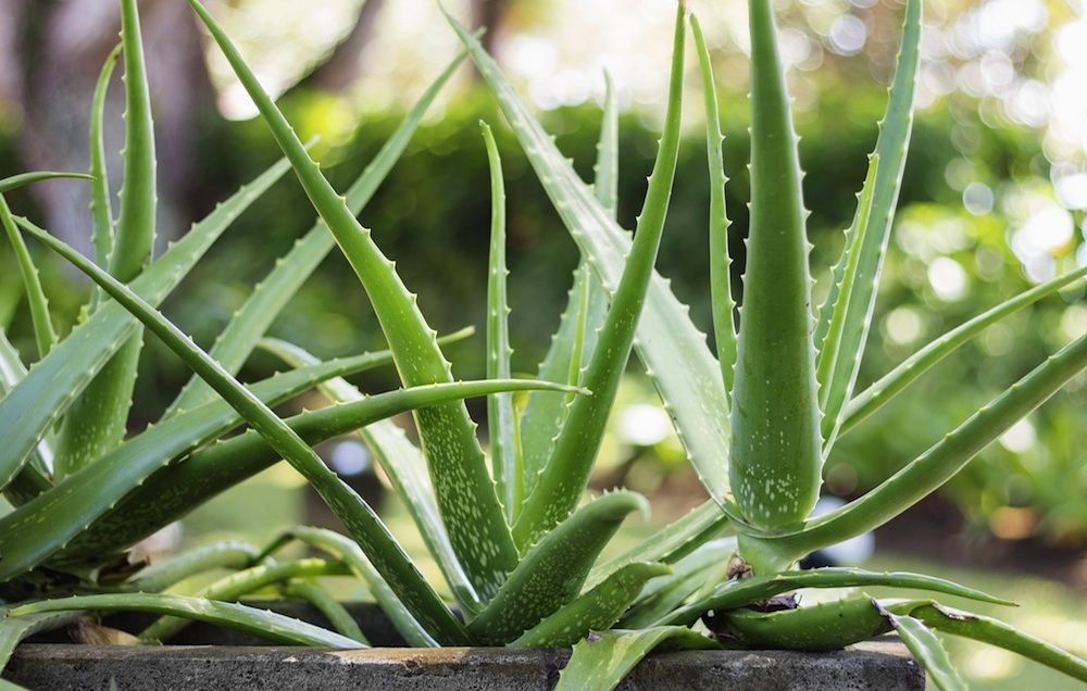 Efectos aloe vera en la cara
