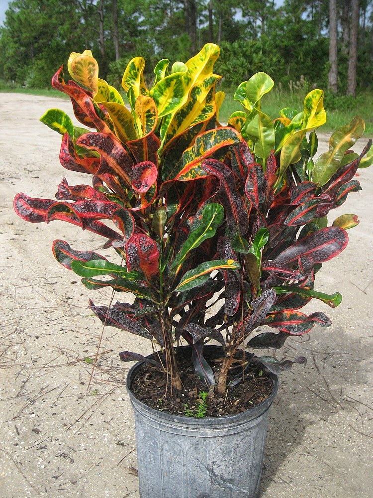 Croton hojas lacias