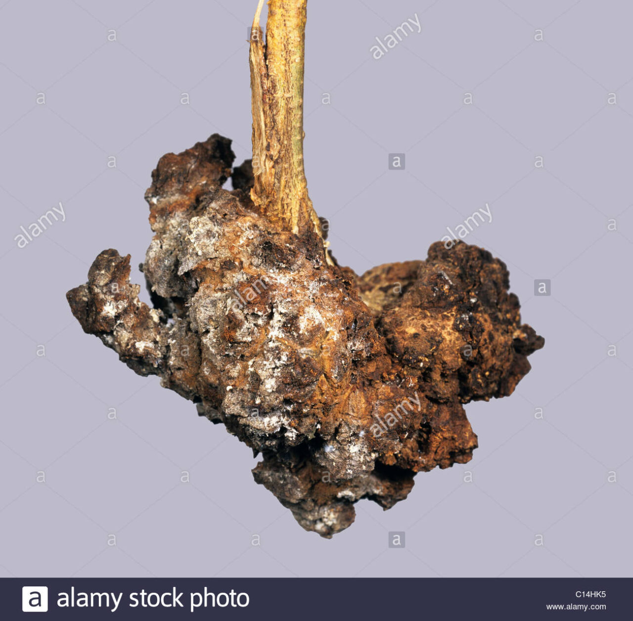 Cochenille ficus benjamina