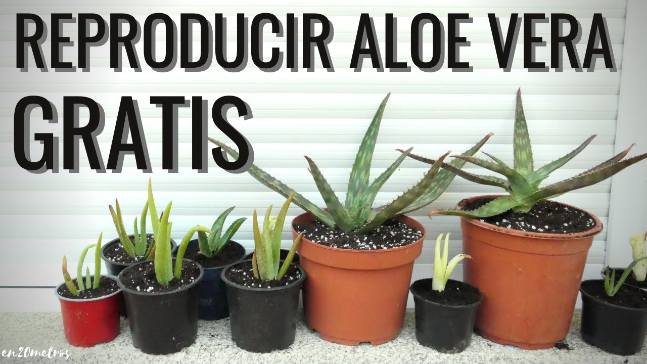 Para que sirve la planta aloe vera