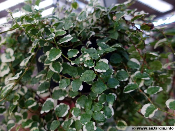 Adelia del jacon o ficus benjamina