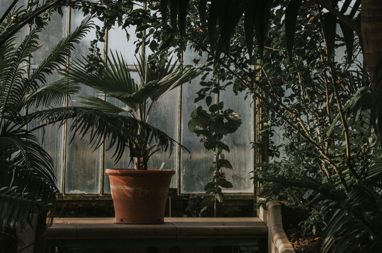 Dracena marginata hojas secas