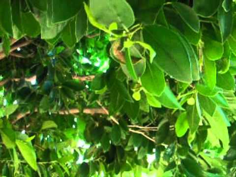 Ficus benjamina con hojas marrones &como tratar
