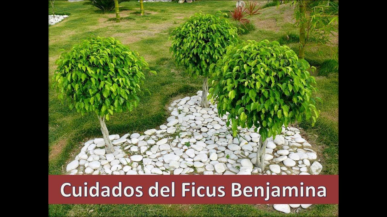 Como cuidar un ficus benjamina en maceta