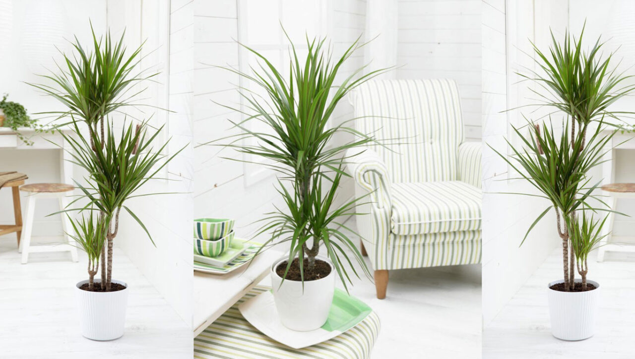 Planta dracena marginata bicolor