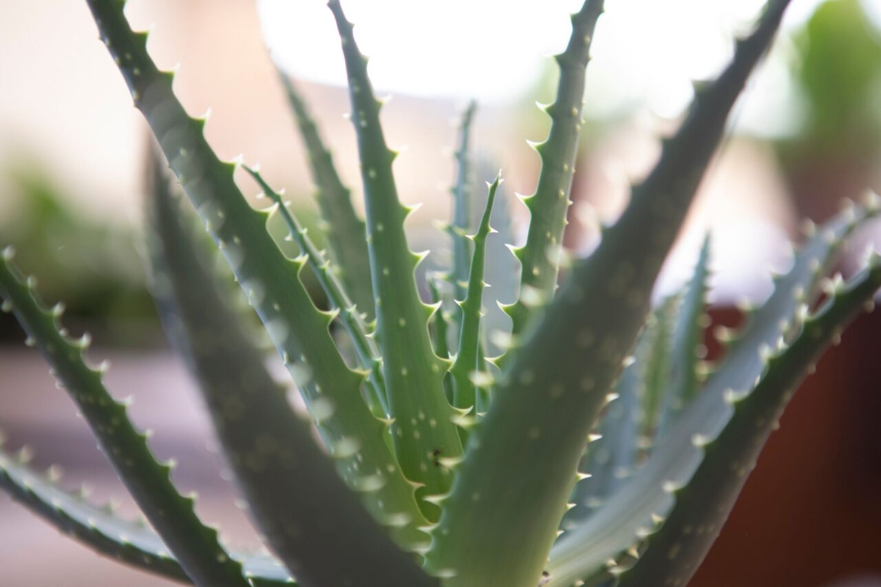Que efectos produce el aloe vera en la cara