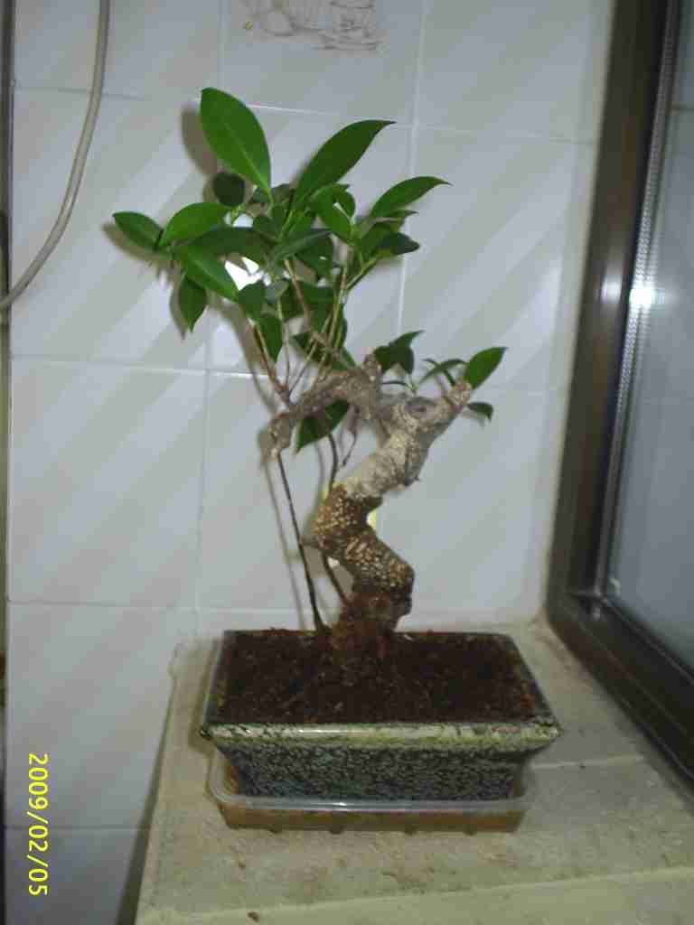 Época trasplantar ficus benjamina