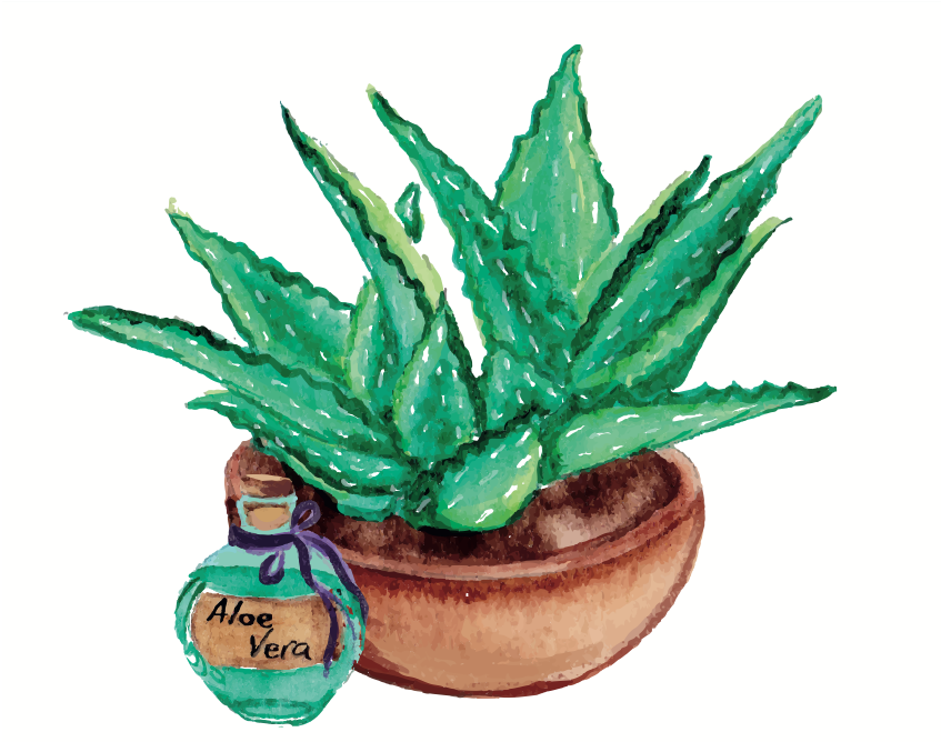 Aplicaciones medicinales del aloe vera
