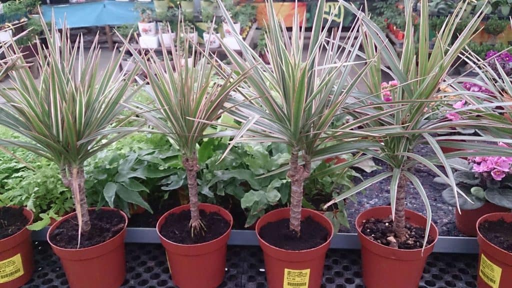 Como hacer que la dracena sea frondosa