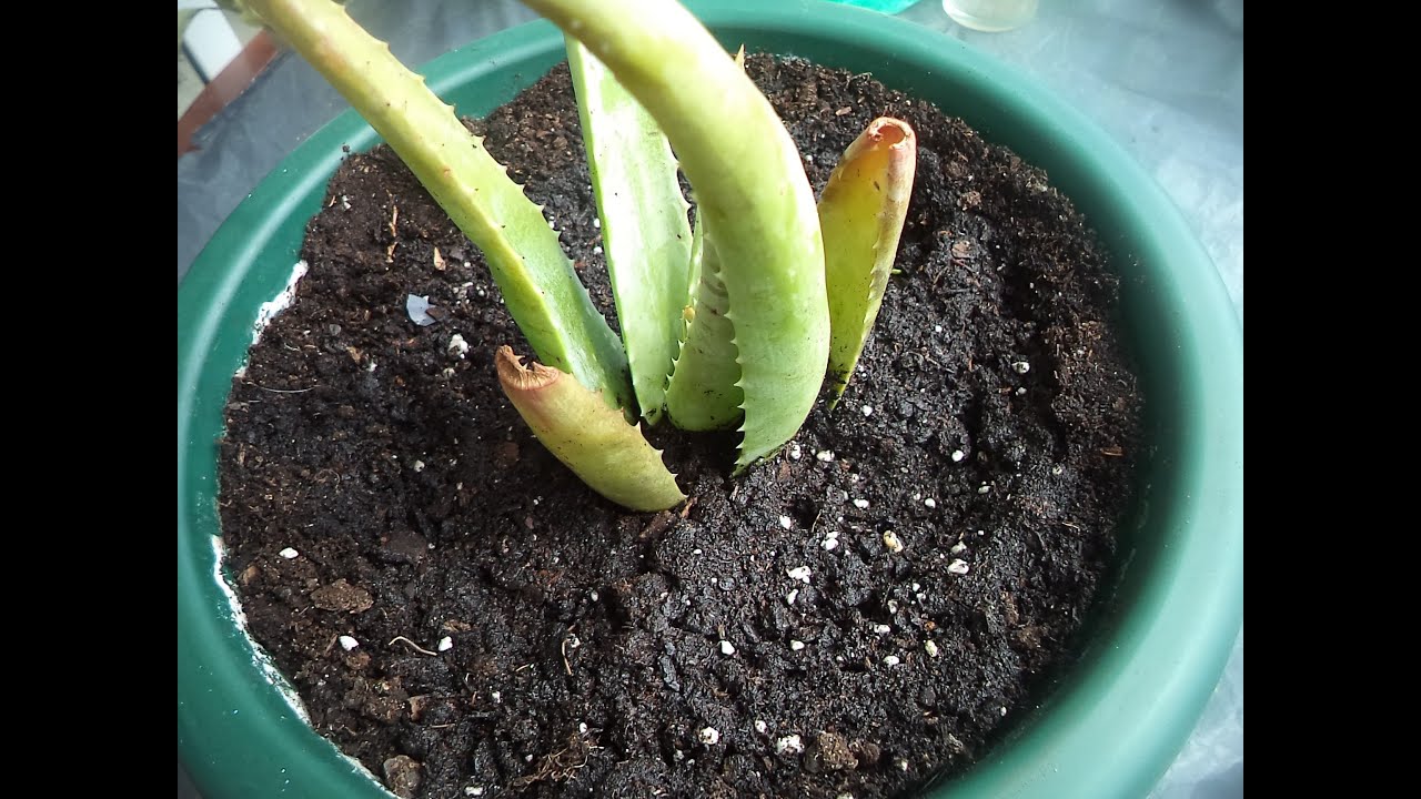 Plantar aloe vera en exterior