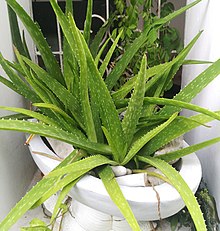Fotos de aloe vera comestible