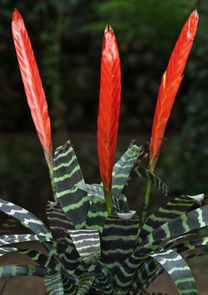 Bromelia brigada plante
