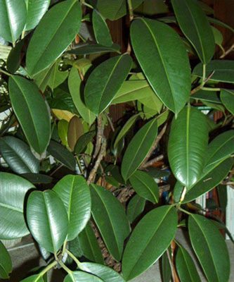 Ficus benjamina costo