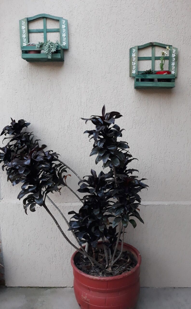 Dracena chocolate planta