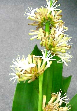 Abono foliar dracena