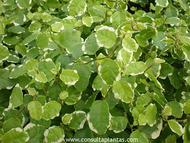 Ficus pumila en arbolres