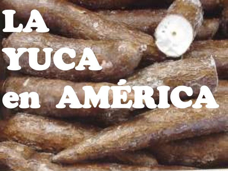 Cuerpo e yuca