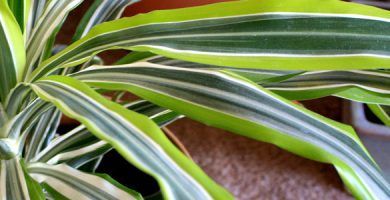 Tipos de dracena planta