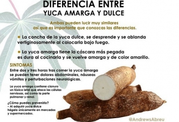 Yuca amarga venezuela