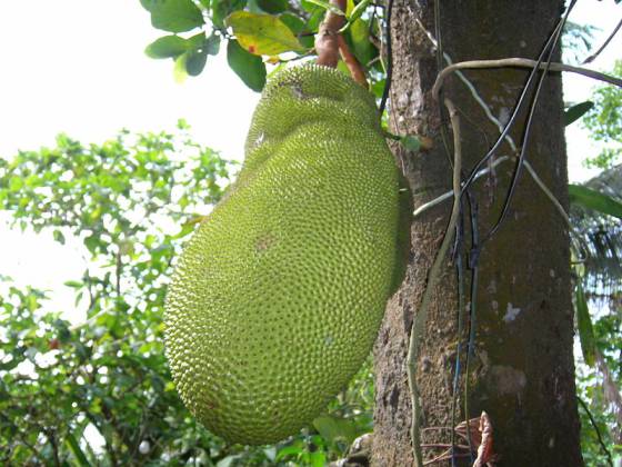 Fruto de la yuca