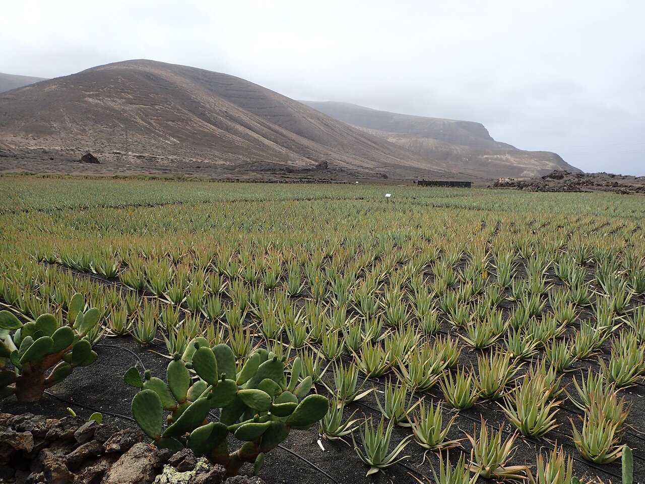 Aloe vera finca las coronas