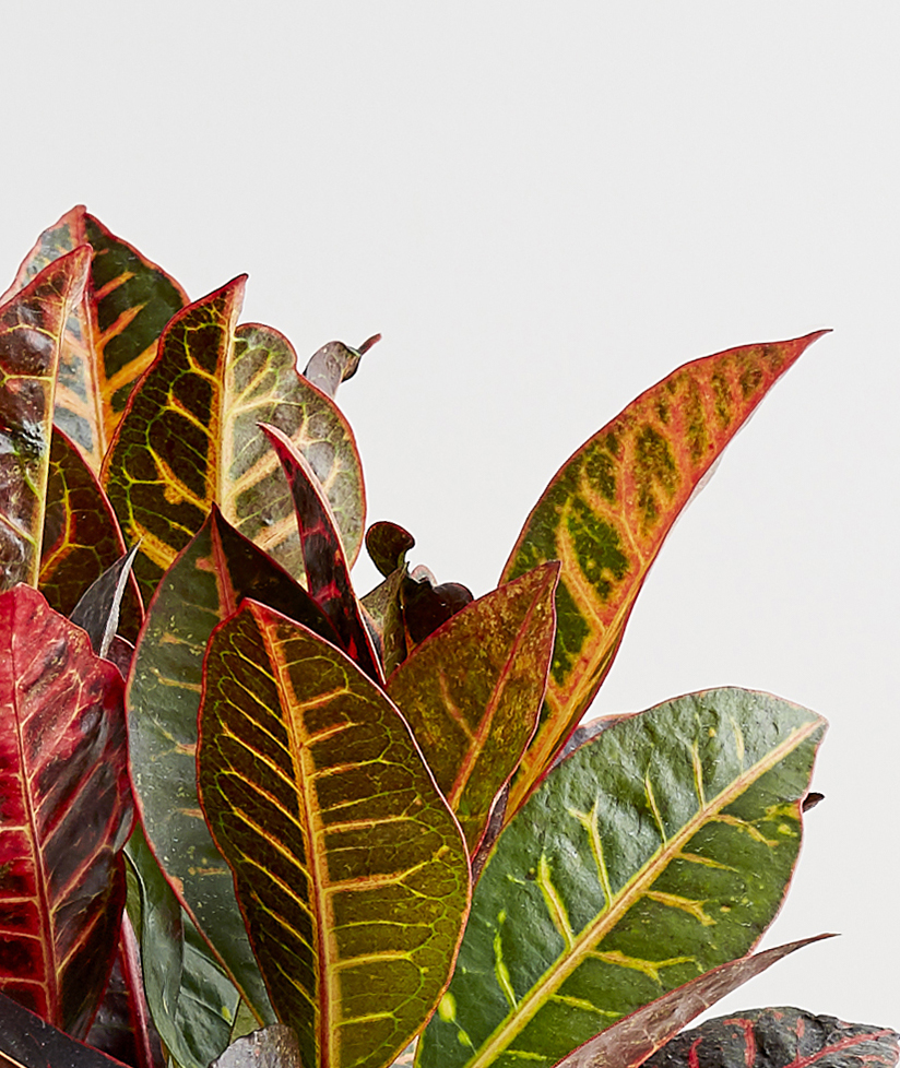 Planta croton en fenshui
