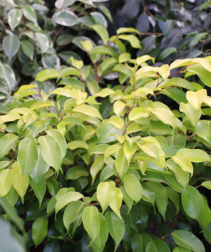 Ficus benjamina hoja amarilla