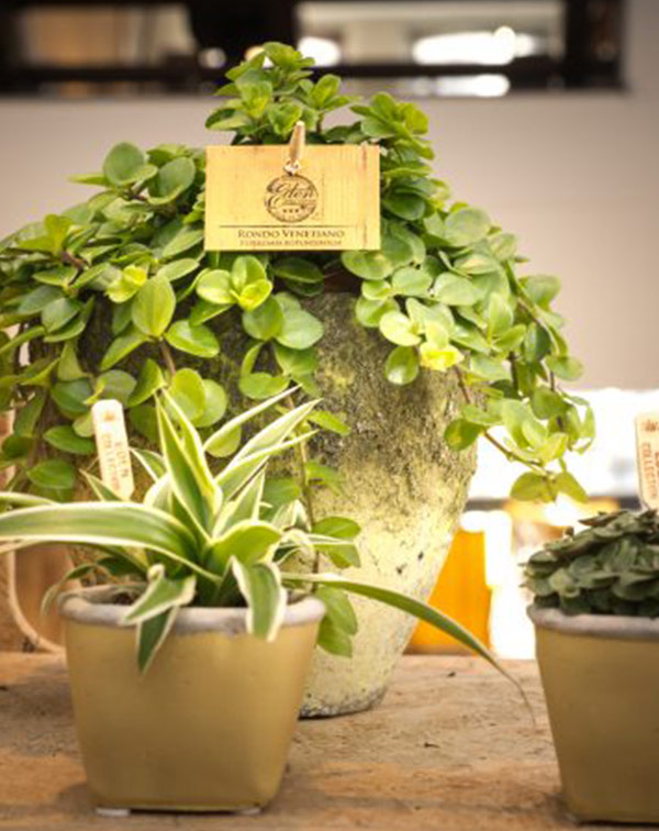 Peperomia planta de interior