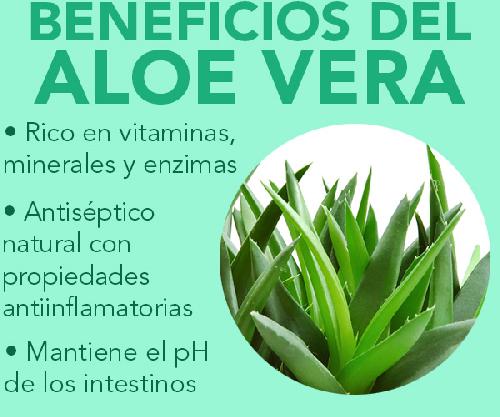 Beneficios de la planta aloe vera