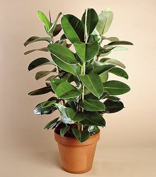 Quitar moho negro de ficus benjamina