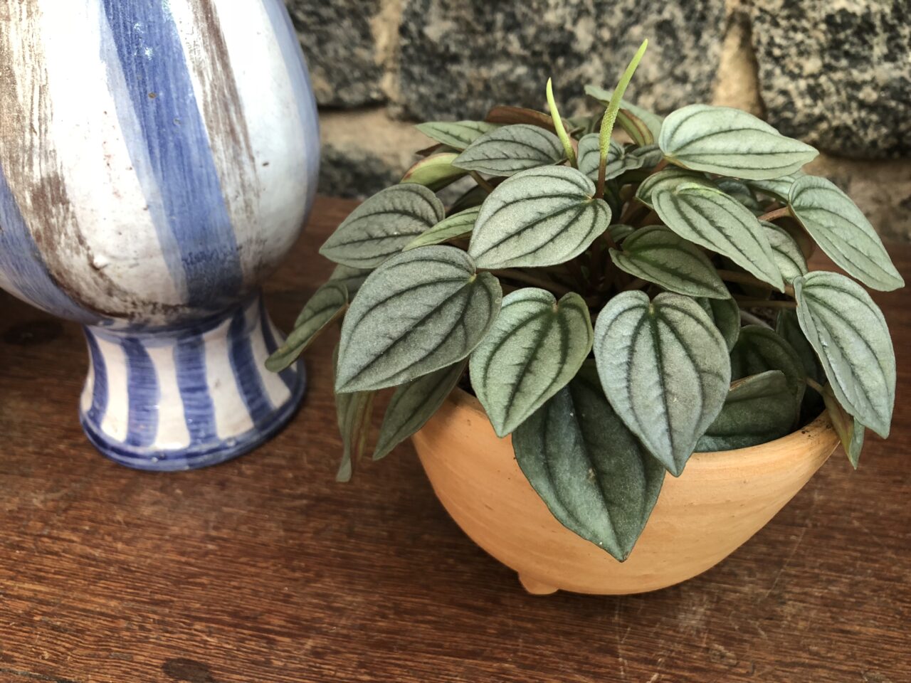 Como cuidar peperomia caperata