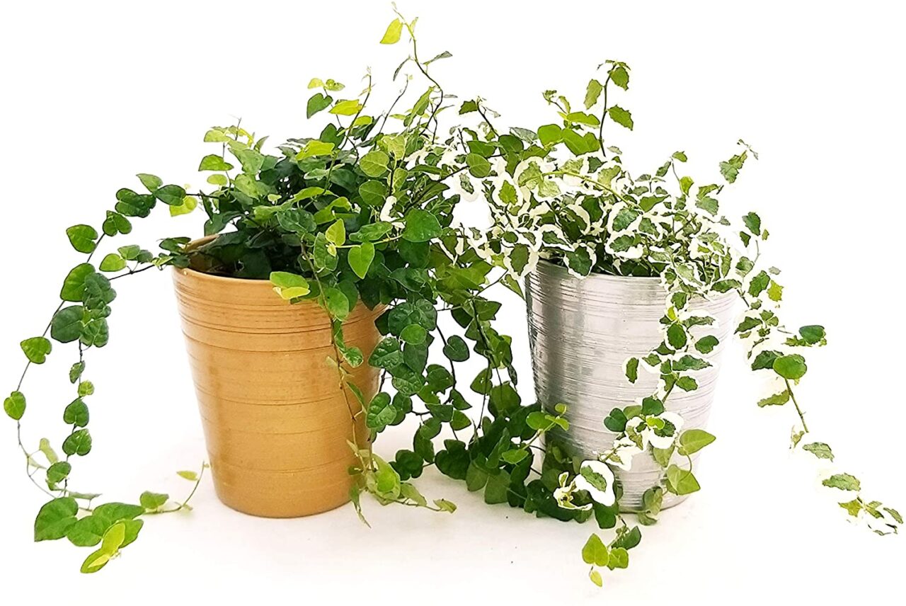 Ficus pumila baño