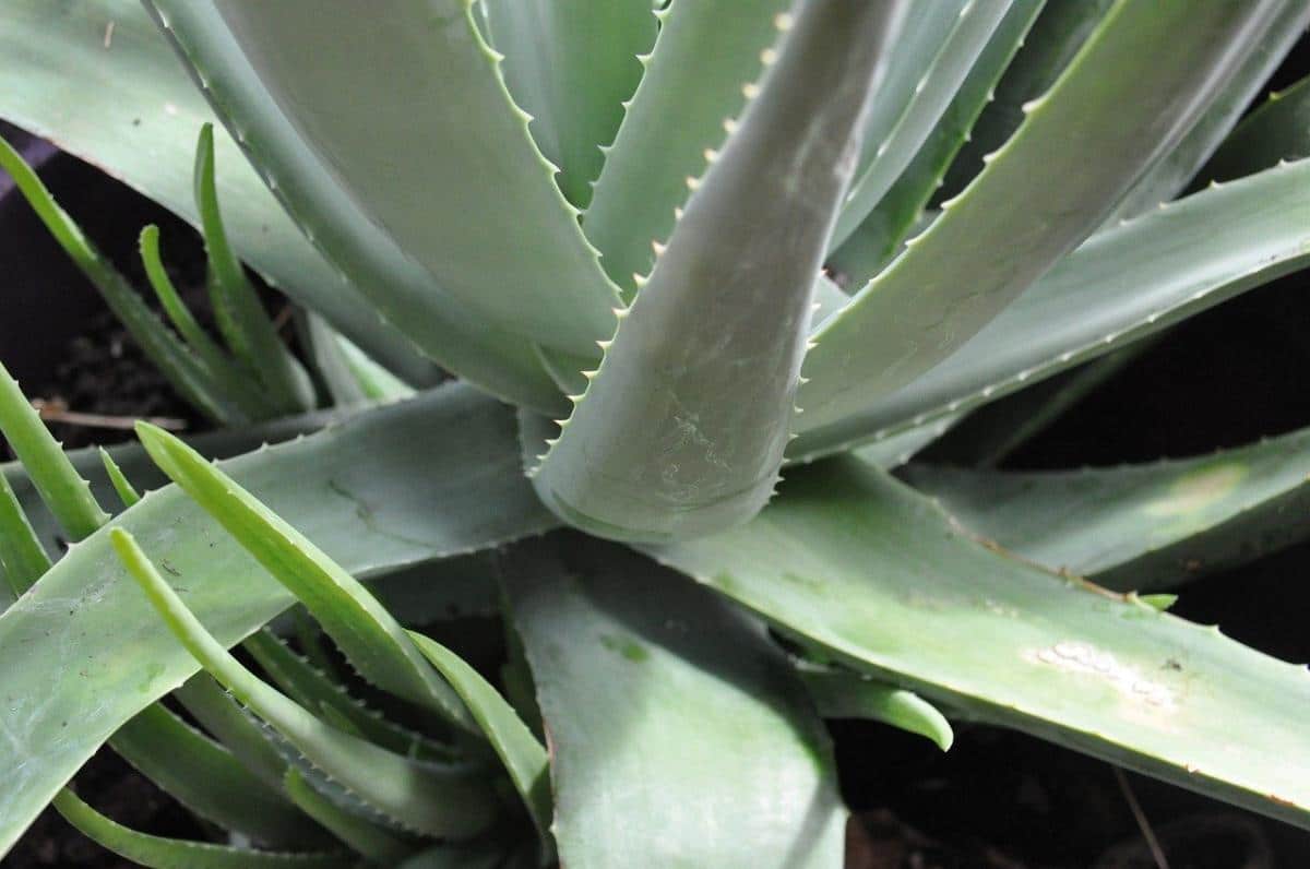 Sabila aloe vera para la cara