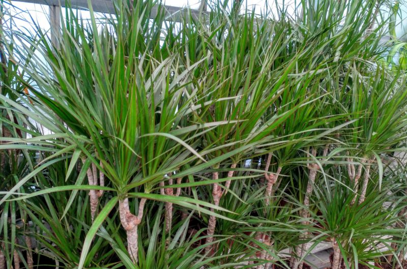 Dracena marginata exterior