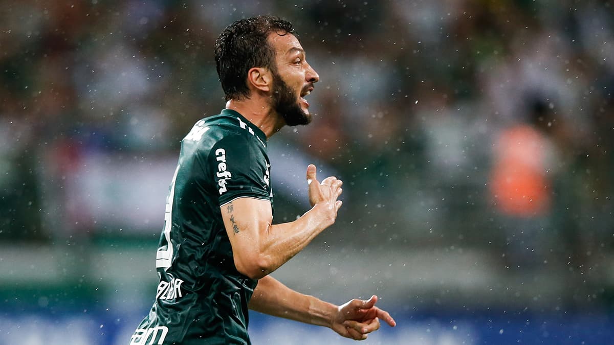 Edú dracena palmeiras