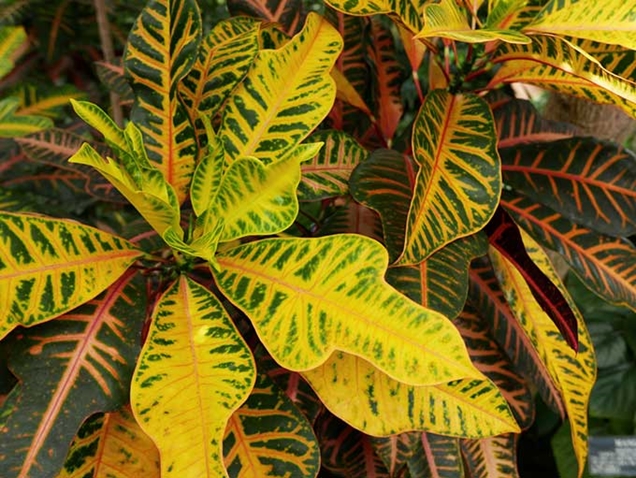 Croton hoja tres puntas