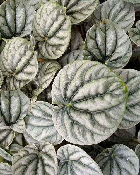 Cuidadosplanta suculenta peperomia graveolens