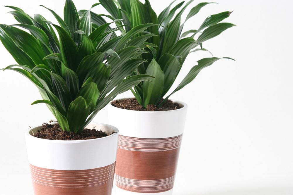 Dracena puntas secas