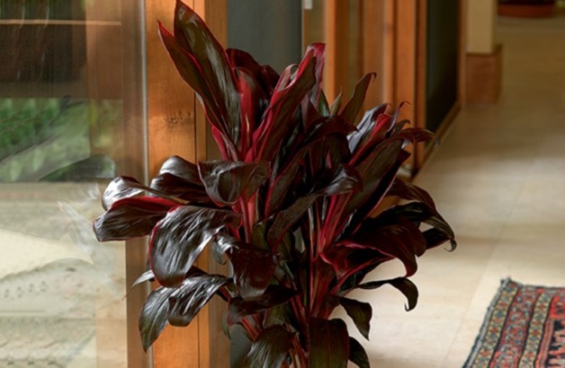 Dracena planta significado