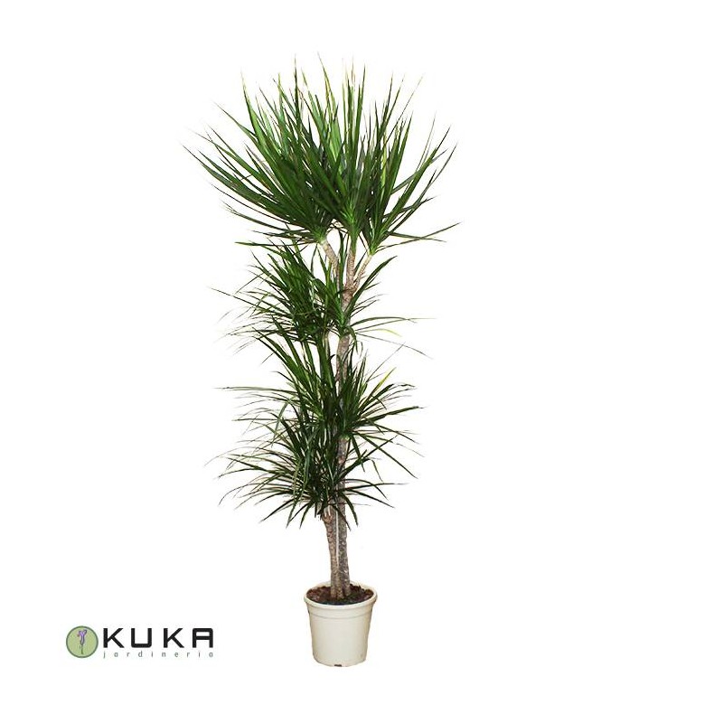 Palmera dracena marginata