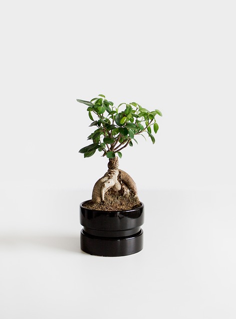 Ficus benjamina verdecora