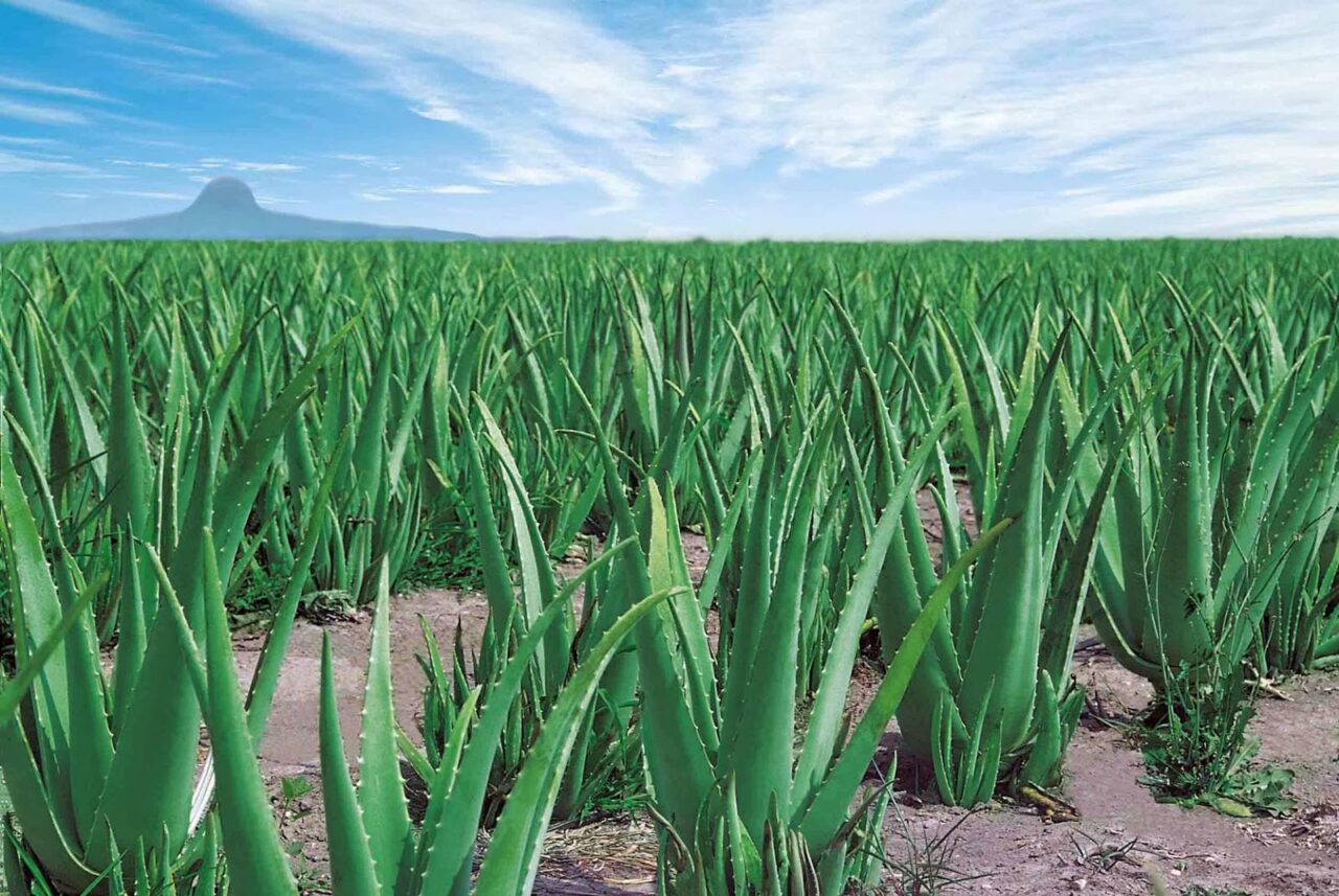 Cultivo aloe vera rentabilidad