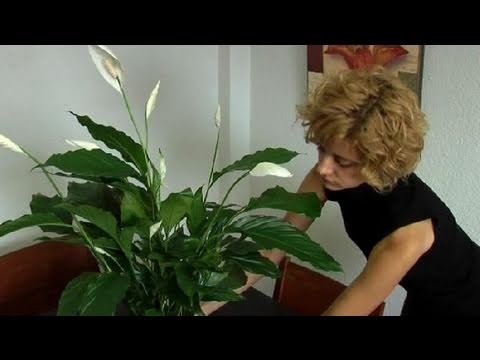 Espatifilo en agua