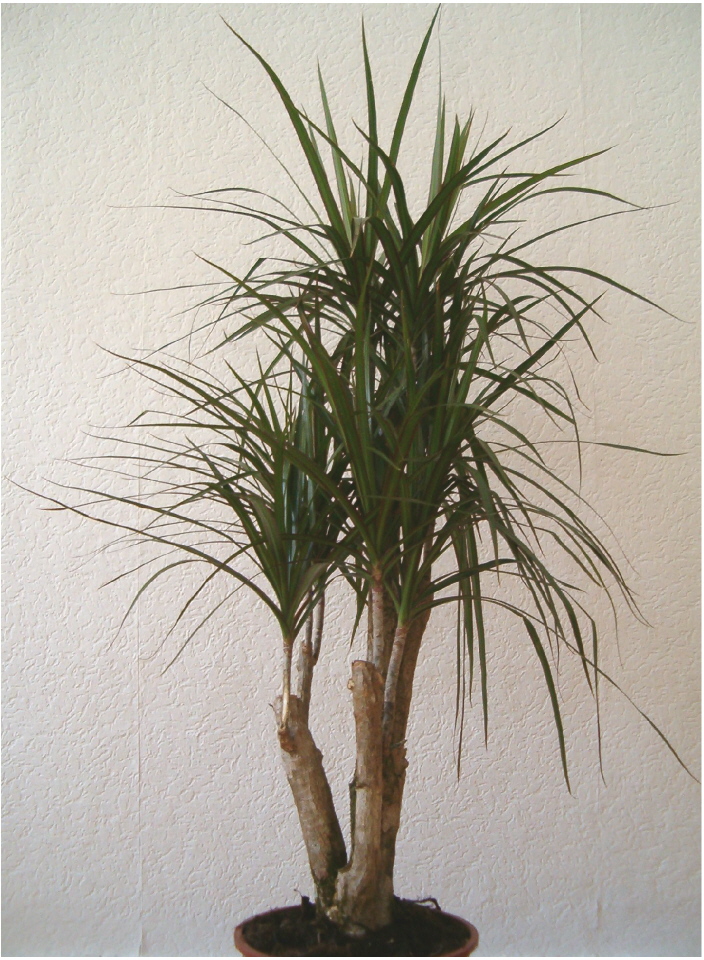 Dracena hojas caidas