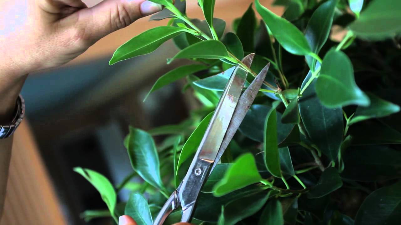 Ficus benjamina gante